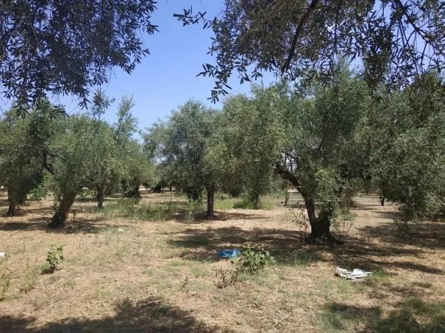 Ελαιώνας προς πώληση στο Ρωμανό Μεσσηνίας