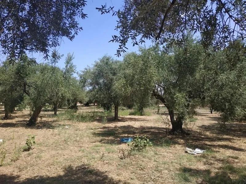 Ελαιώνας προς πώληση στο Ρωμανό Μεσσηνίας