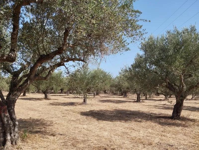 Πωλείται αγροτεμάχιο στο Πετροχώρι Μεσσηνίας
