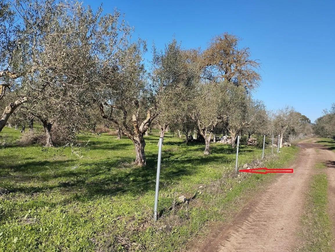 Πώληση αγροτεμαχίου στο Πετροχώρι Μεσσηνίας