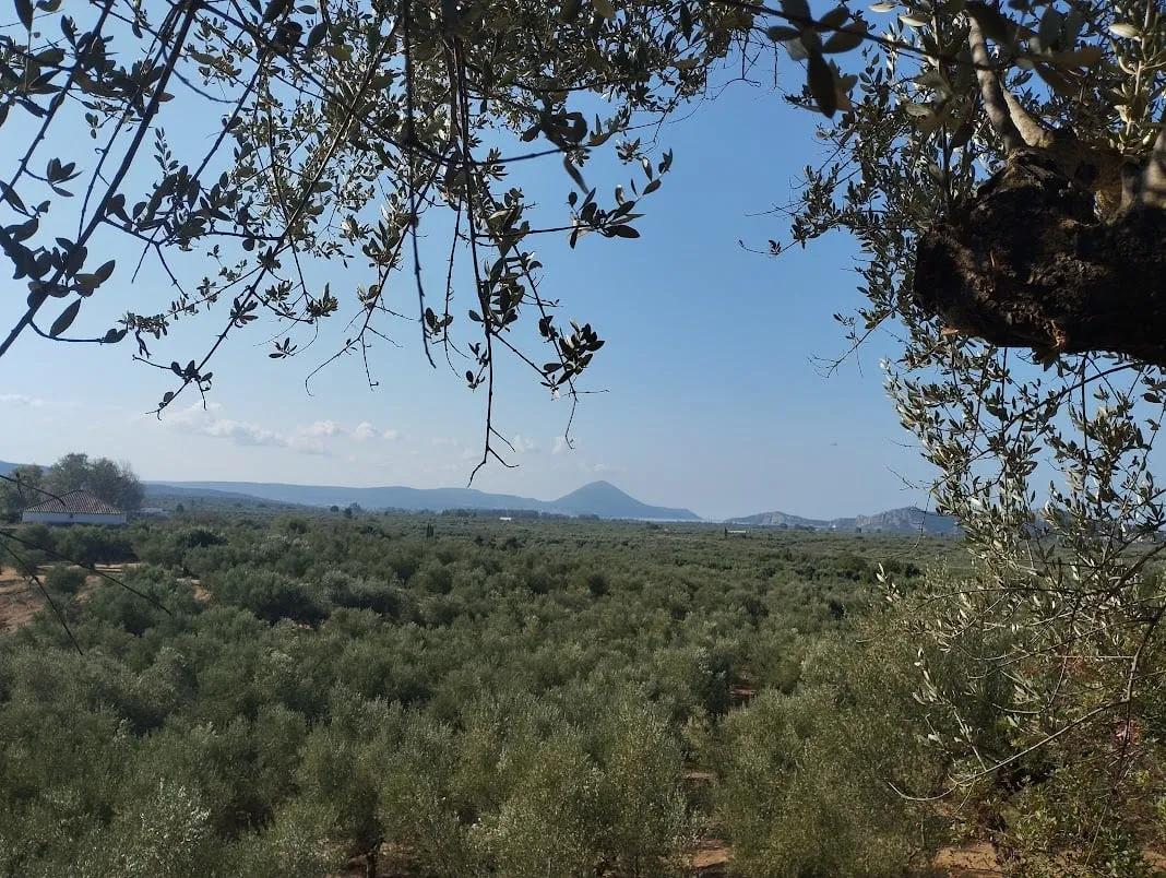 Plot for sale in Tragana Messinia