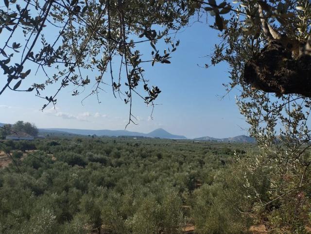 Plot for sale in Tragana Messinia