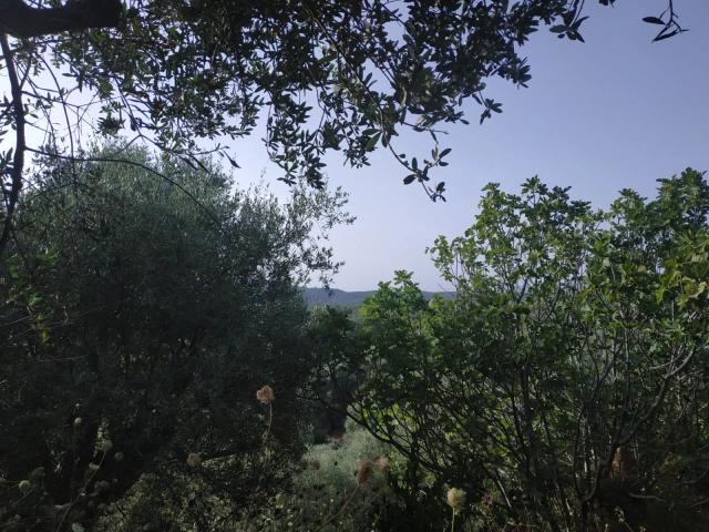 Plot for sale in Pisaski Messinia