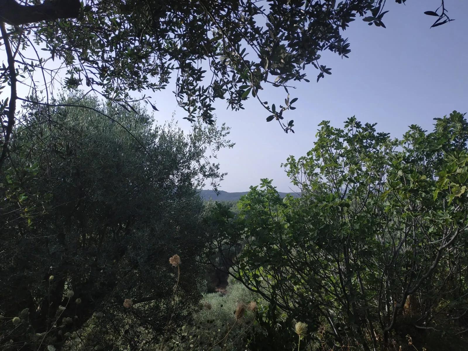 Plot for sale in Pisaski Messinia