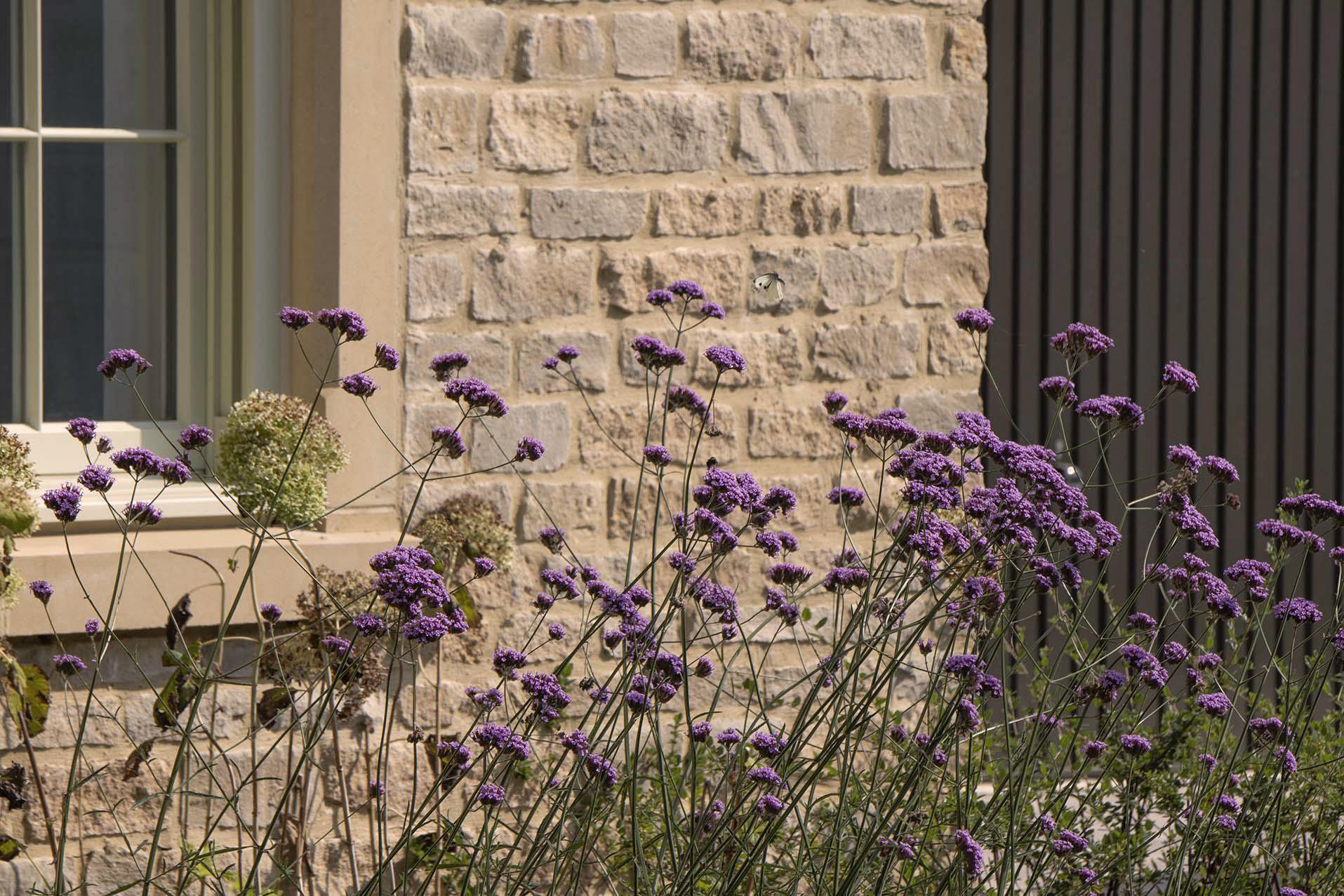 Wildflowers within a front garden