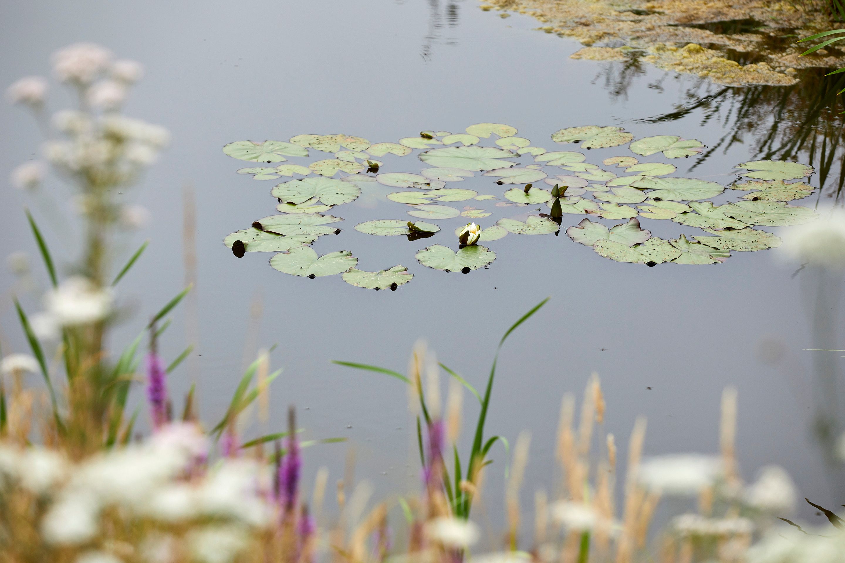 Lily pads on the communal pond within Burghfield Common