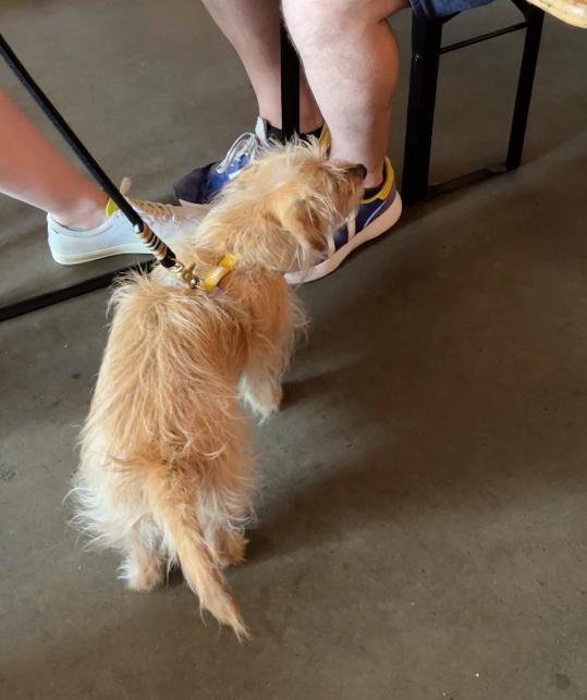 dog