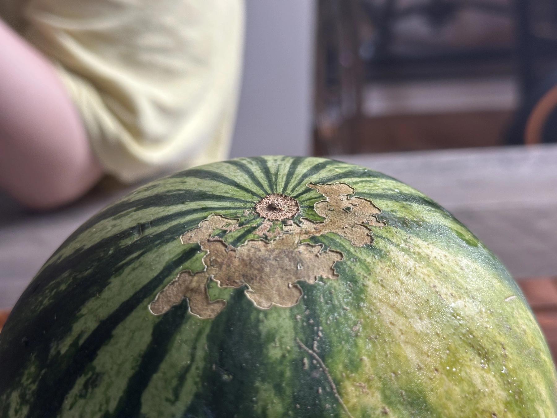 small eatermelon belly button