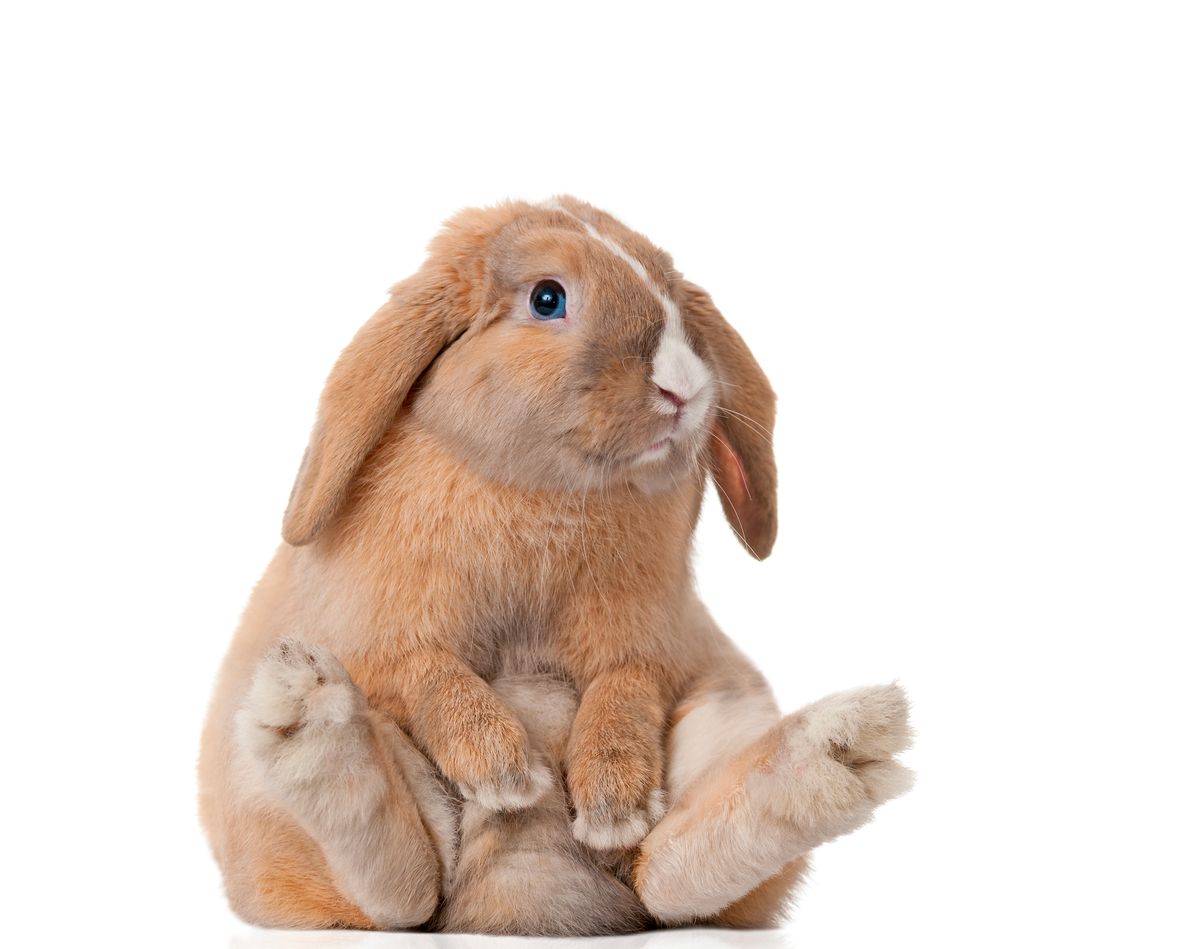 little bunny sitting