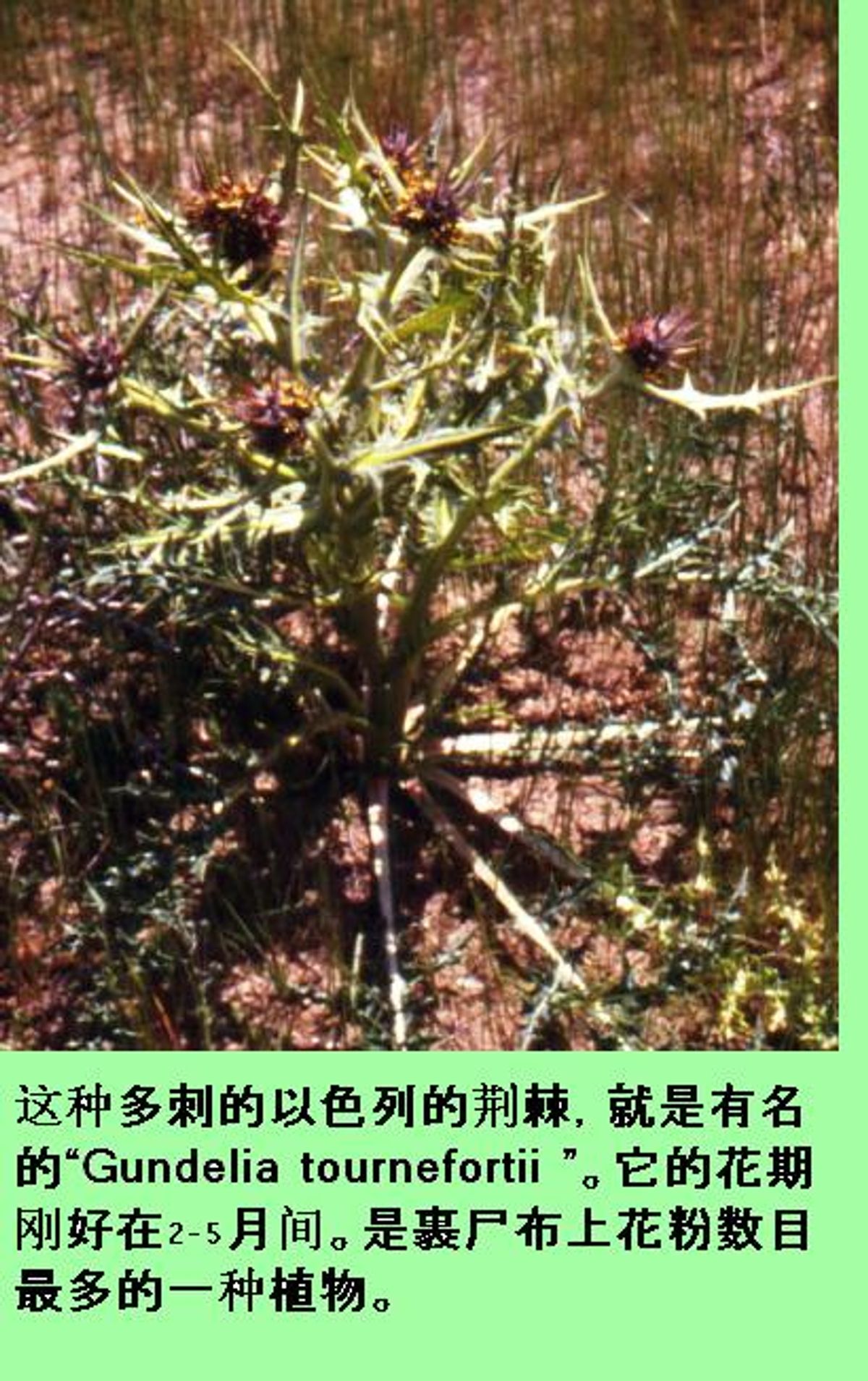 flower