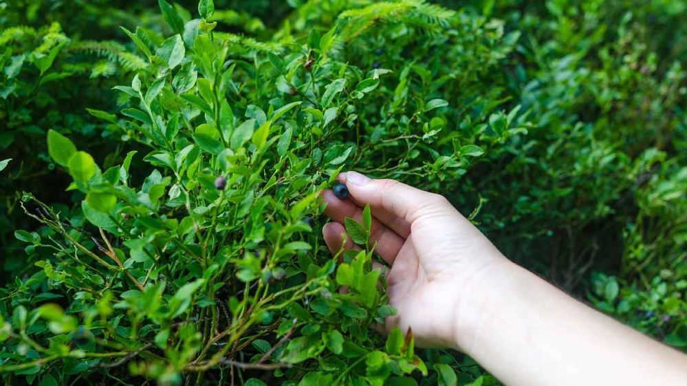 Descubren los beneficios protectores de una fruta para el organismo