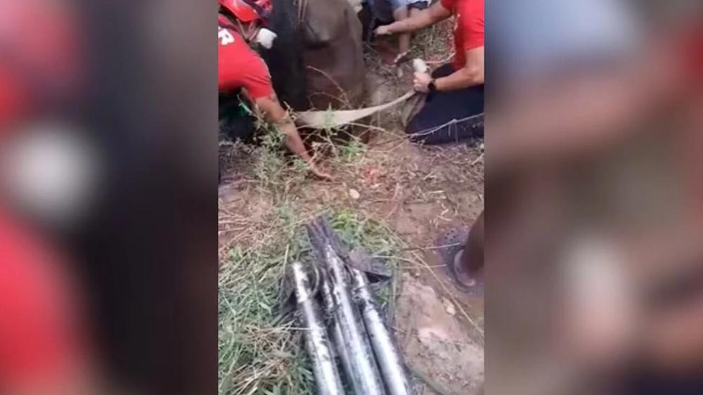 Dramático rescate de un equino en un pozo ciego en la provincia de Córdoba