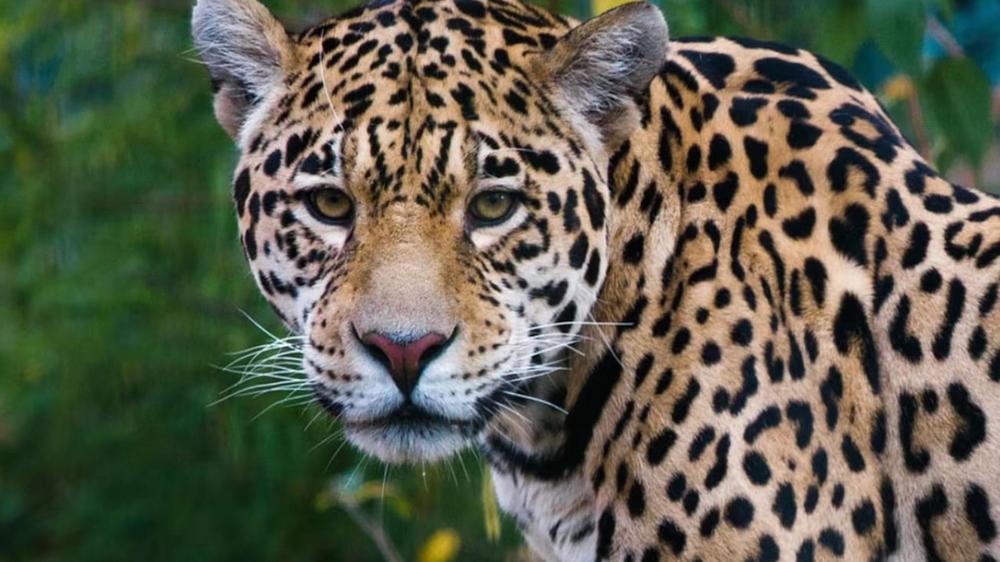 Nacimiento de un yaguareté silvestre en Chaco: un hito para la especie