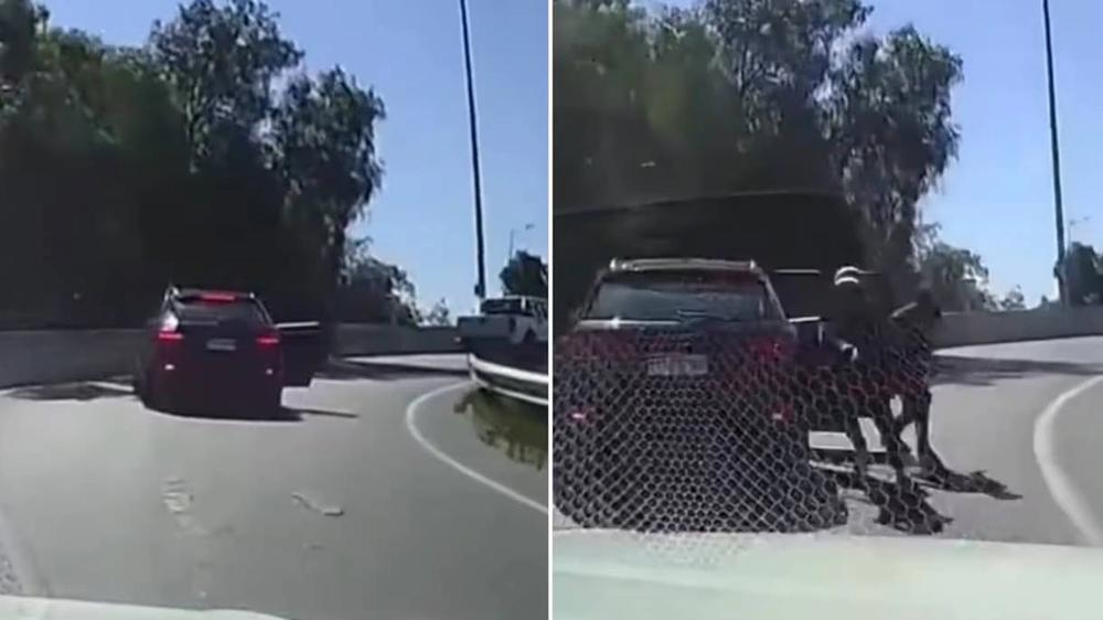 Automovilista frustra asalto en la autopista: al intentar escapar, hiere a uno de los delincuentes