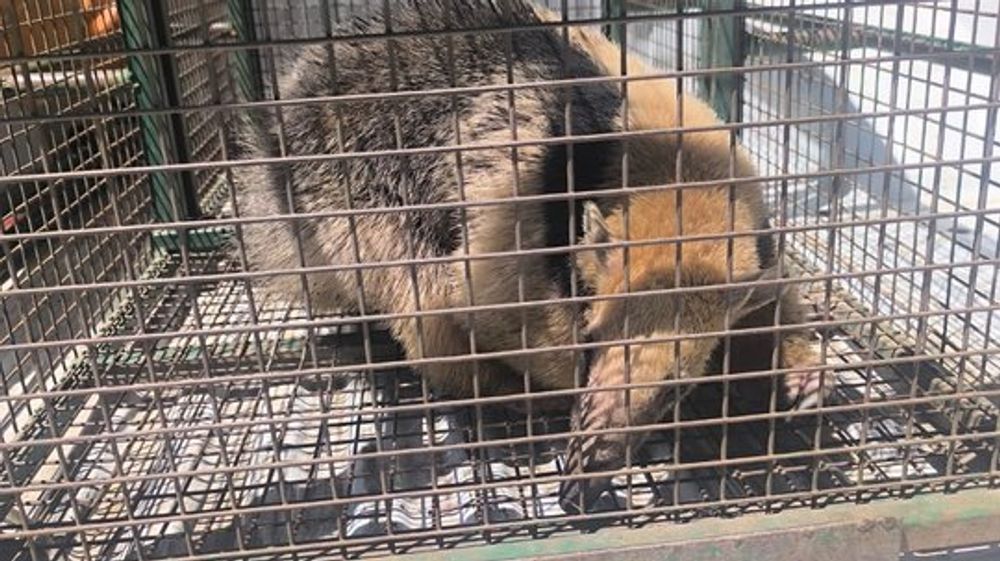 Rescate de un Oso Hormiguero Irrumpe la Calma Vecinal en Villa El Capullo