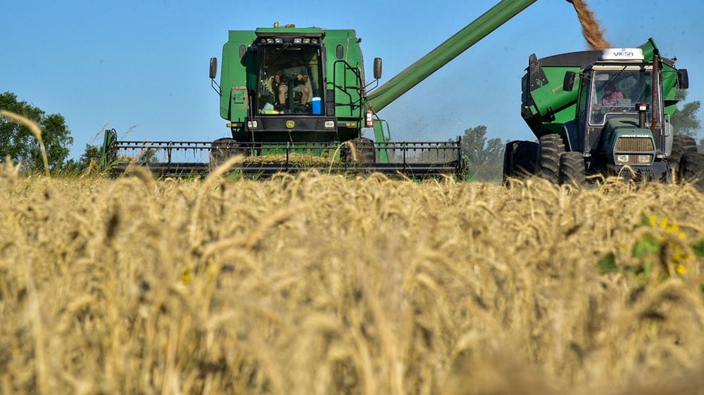 Impulso Triguero: Se Anticipa un Incremento en la Cosecha Total de Granos Cordobesa