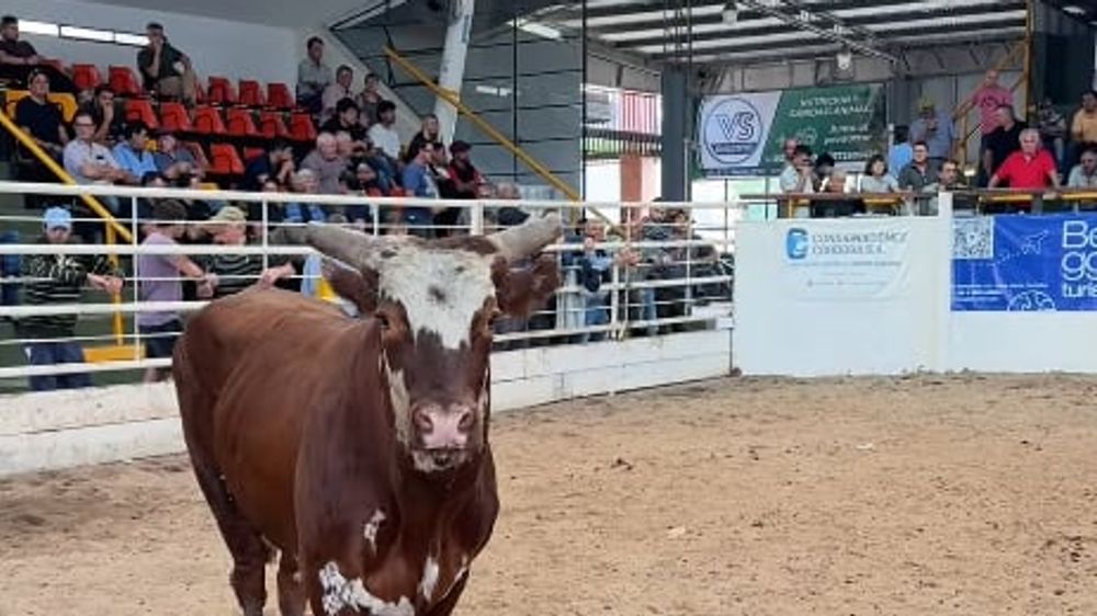 Mercado de Jesús María: Ascenso Continuo en los Precios del Ganado Vacuno