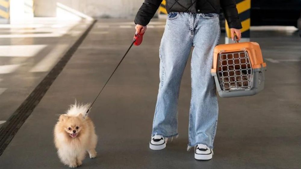 Transporte de Mascotas en Ómnibus de Larga Distancia: Una Realidad Esperada para 2026