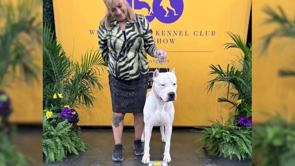 ¡Un dogo argento la rompió en Nueva York!