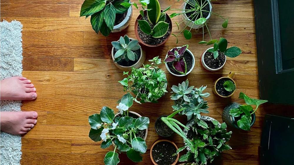Plantas de Interior: Aliadas Contra la Humedad y el Moho en el Hogar