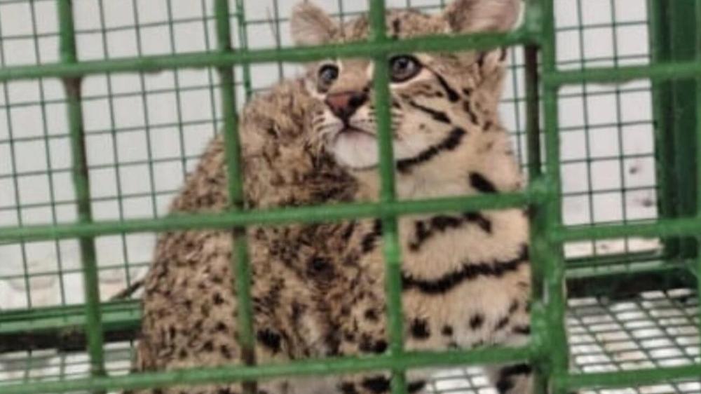 ¡Sorpresa felina! Hallazgo inesperado en Alejo Ledesma