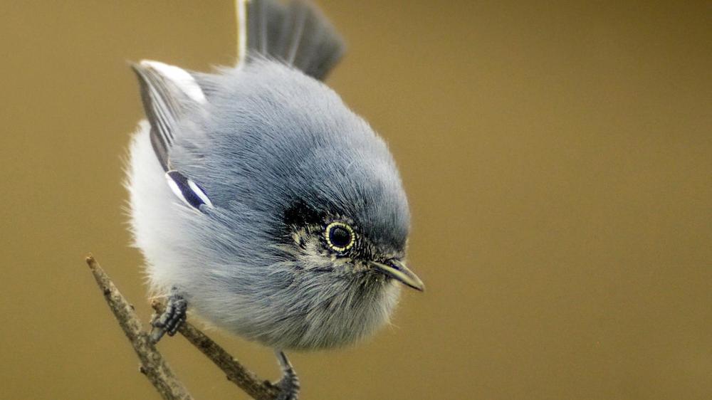 El Misterio Detrás del Plumaje: Desvelando la Historia de la Tacuarita Azul