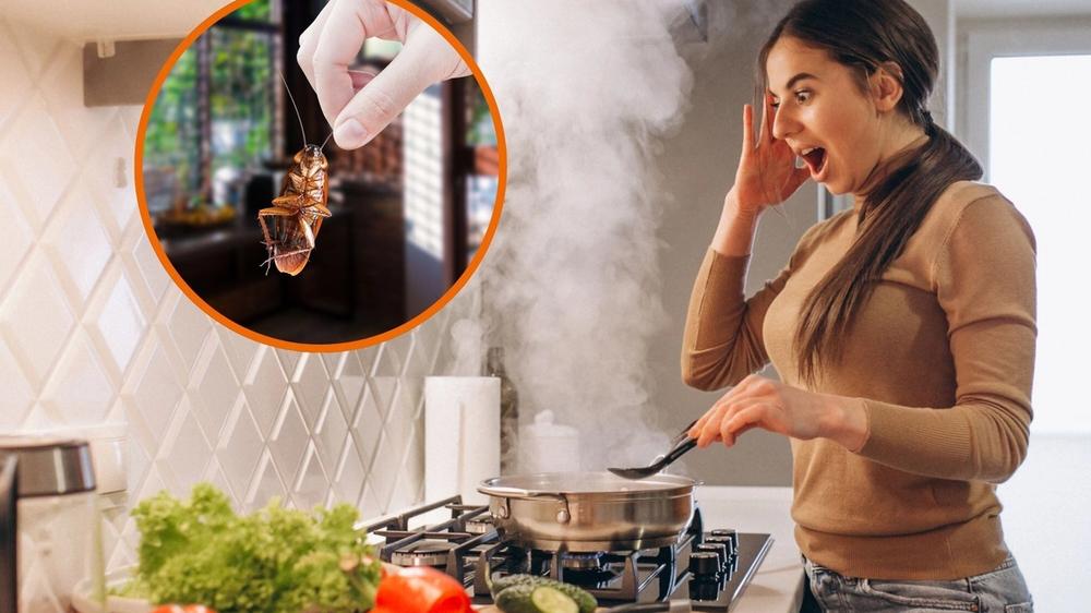 Estrategias Culinarias para el Control de Cucarachas en el Hogar Durante el Verano