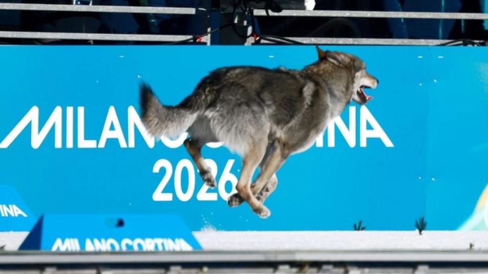 Inesperada interrupción canina en competencia de esquí femenino