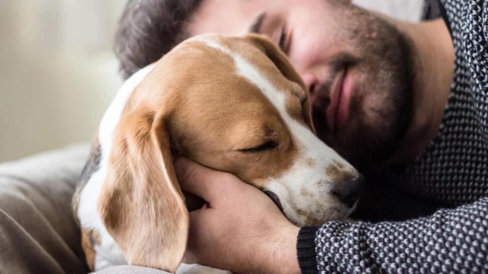 La Inclinación Sobre Mascotas: Un Gesto Cotidiano que Podría Generar Estrés Animal