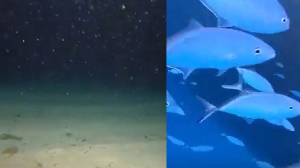 Cámara submarina revela imágenes inquietantes tras permanecer perdida en el océano