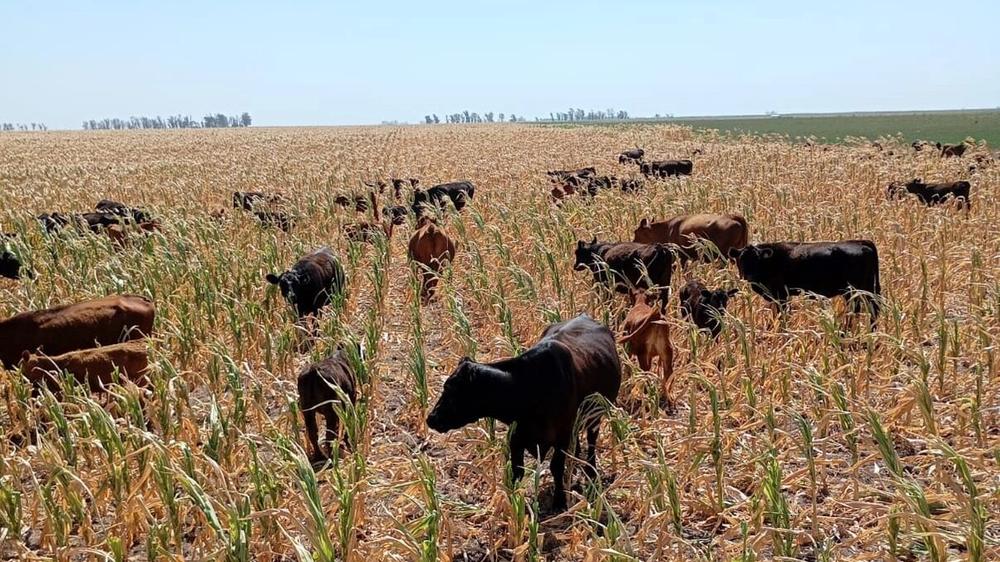Sector agropecuario cordobés: panorama mixto tras los embates climáticos
