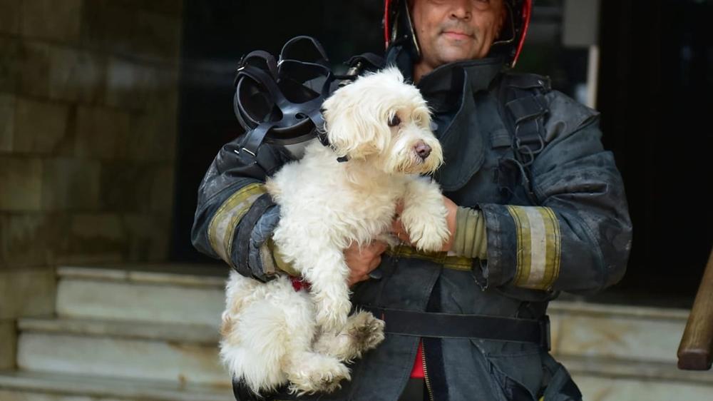 Alerta en edificio céntrico: Fuego obliga a la evacuación y rescate de mascotas