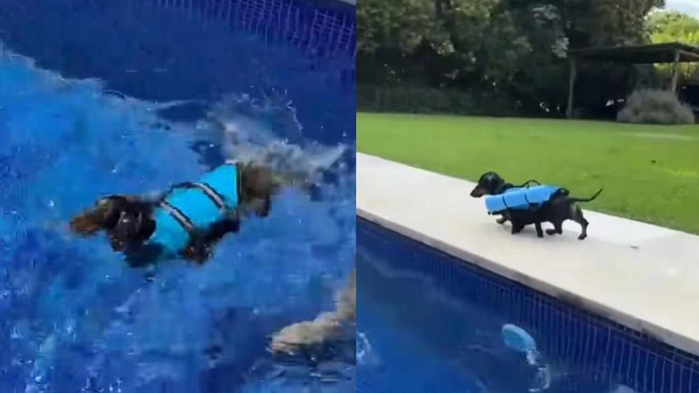 Superando limitaciones: Innovador chaleco permite nadar a perro salchicha con dificultades motrices