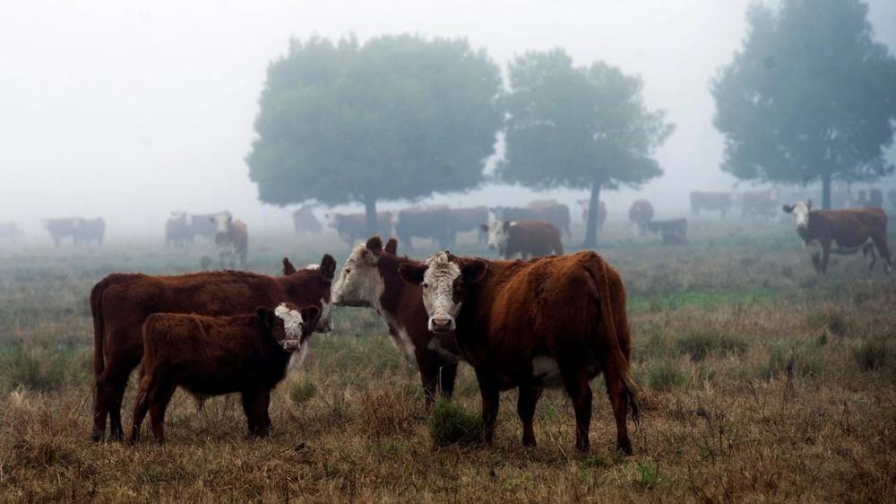Sector ganadero bovino enfrenta desafíos en la recuperación de su stock de vientres