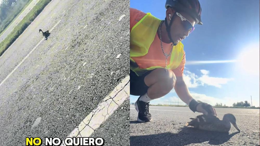 Controversia en redes sociales por rescate de un ave silvestre en una carretera