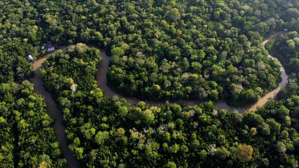 Hallazgo Botánico Sorprendente: Descubren en la Amazonía Peruana Planta Ancestral