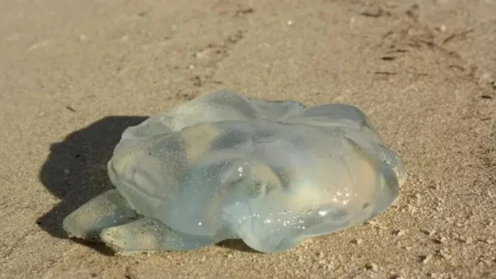 Precaución en las Costas Marplatenses: Recomendaciones ante Picaduras de Medusas