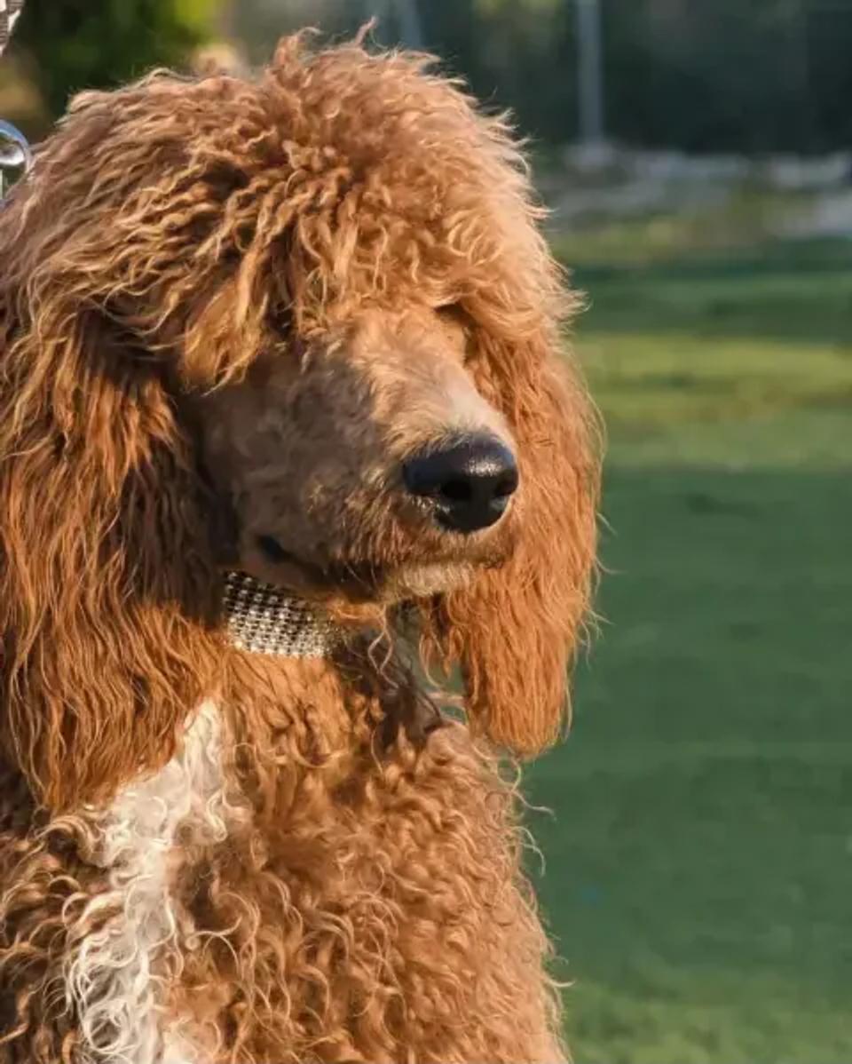 Cupido de Olimpus Red, caniche gigante rojo