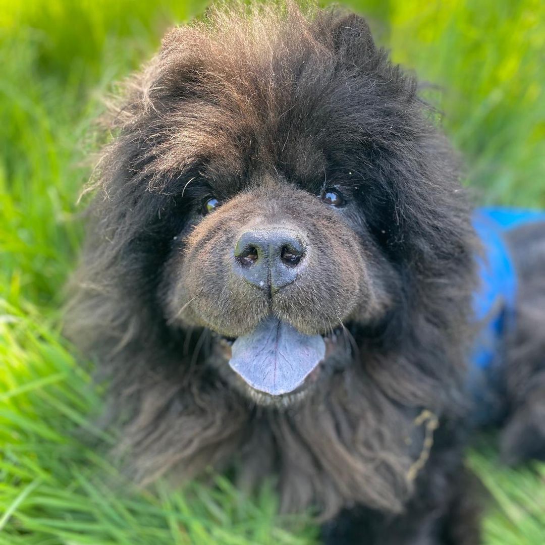 Picture of dog