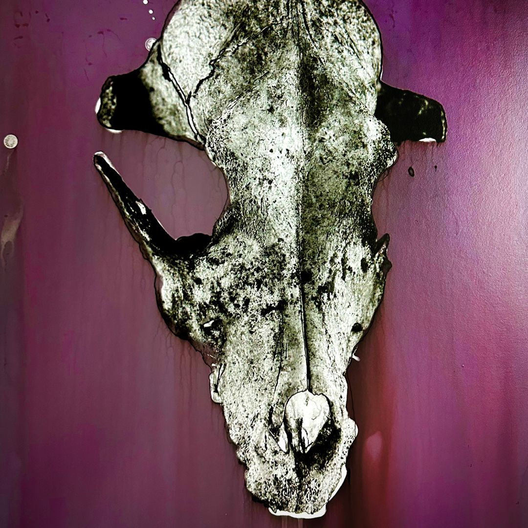 A Dog Skull, photographed on sheet film Black & White chemical Altered darkroom print, Purple