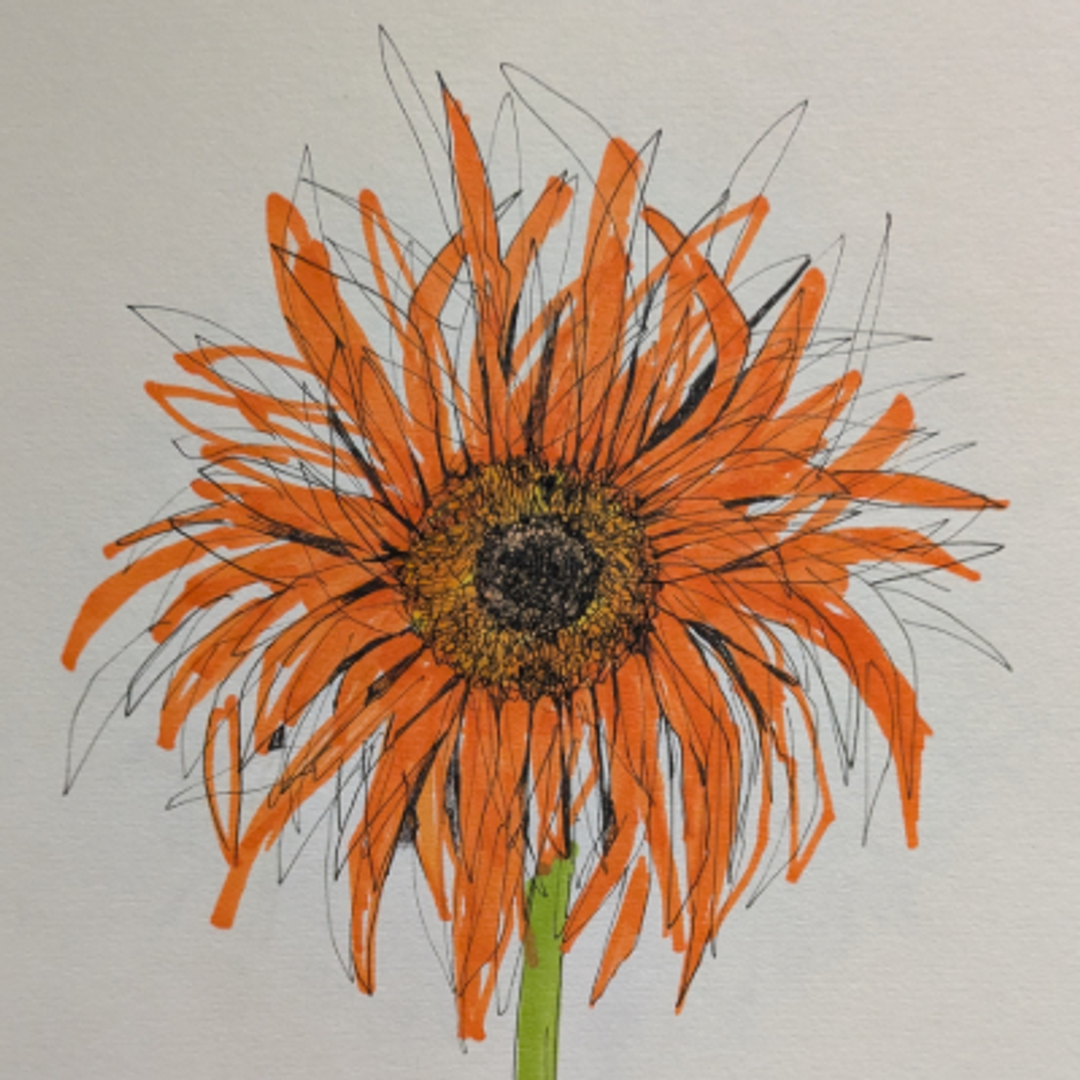 Gerbera Flower pen drawing, bright orange
