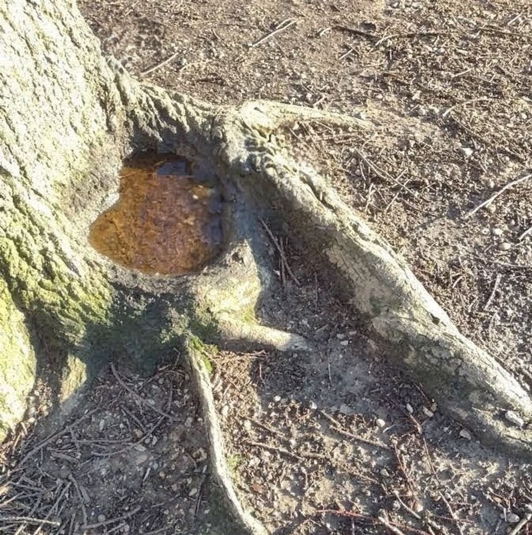 Helen Collins - Close-up of a tree trunk base with an exposed root, hollow with rust-coloured fungus, on bare, leaf-littered ground.