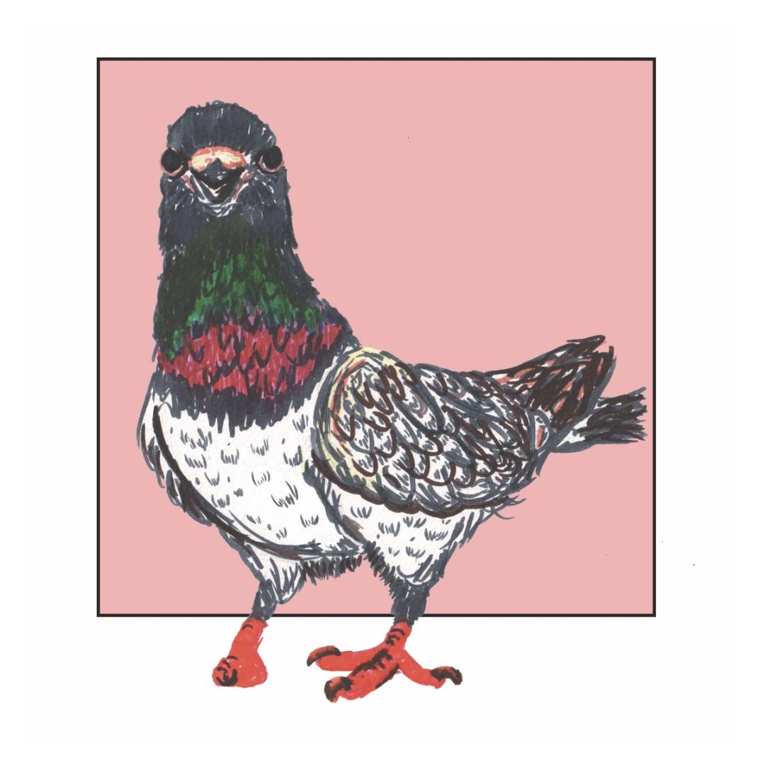 Painting, drawing and digital art work of a pigeon in front of a pink square background