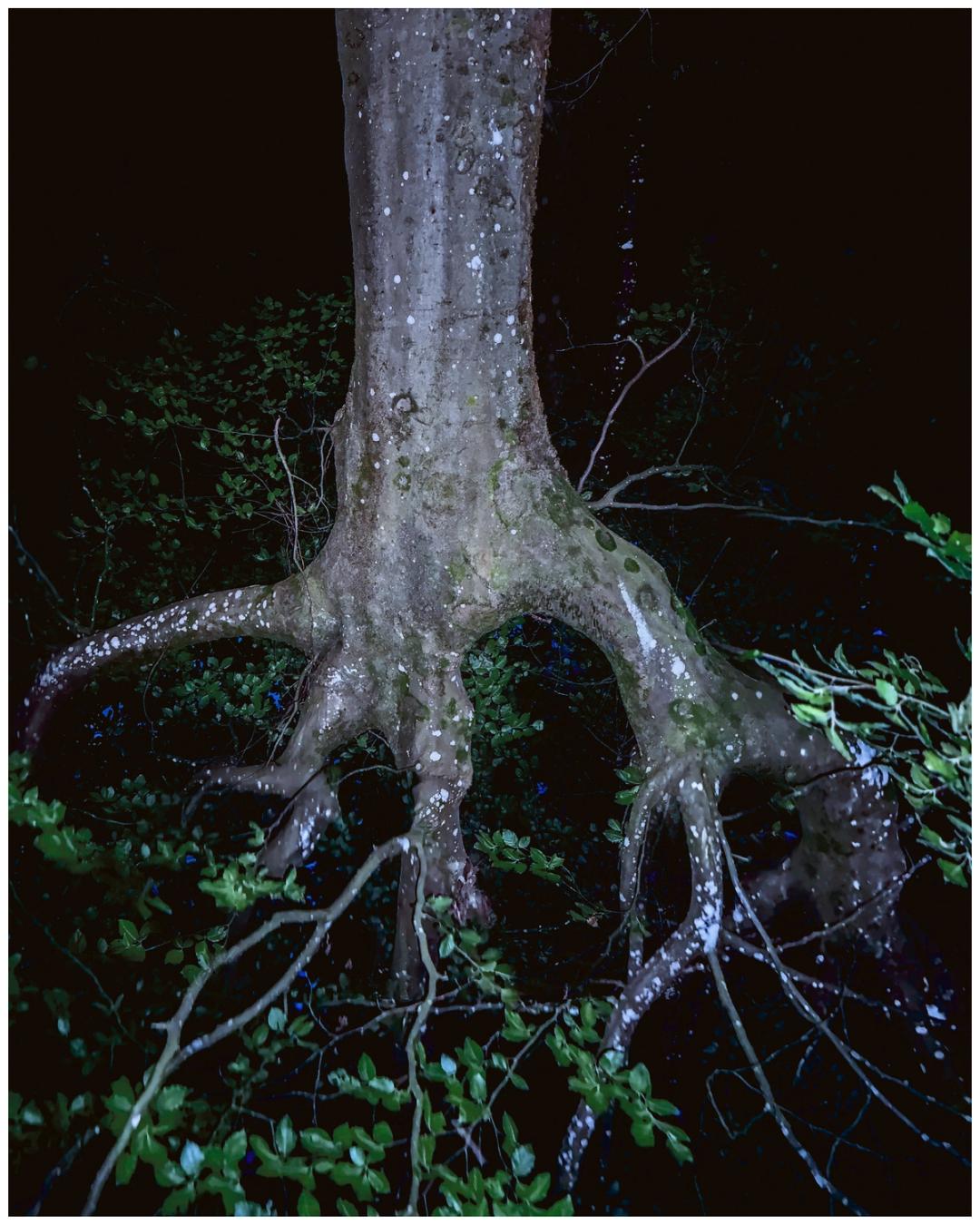 Night photograph of a moss-covered tree trunk and exposed roots lit dramatically, with blue-speckled foliage against a black sky.