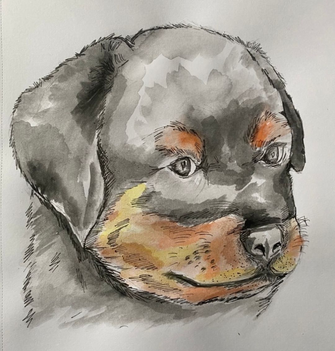 An image of a Rottweiler puppy, painted on A4 130gsm paper using watercolours and fine ink, lightly adding tones to make the details stand out.
