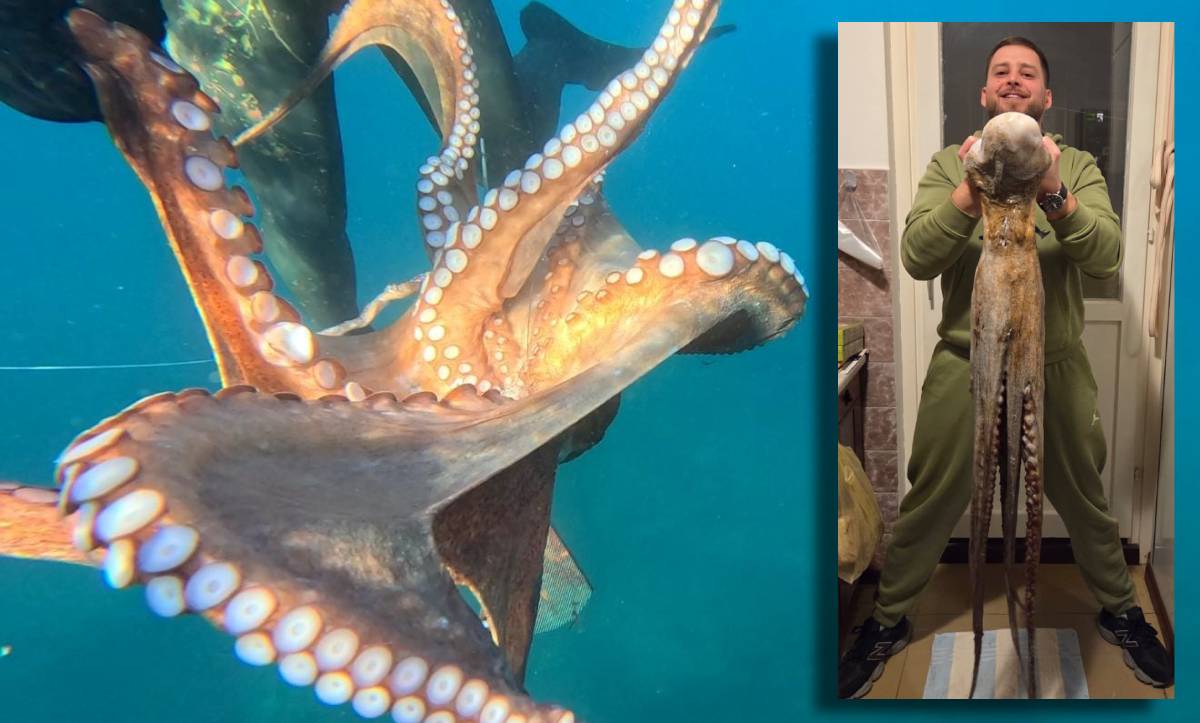 HVAR - Podvodni ribolovac Ante Klobučar iz Splita jučer je došao na svoju skrovitu poštu i posrećilo mu se. Naletio je na hobotnicu veliku gotovo kao i on sam, a visok je, kaže, 181 cm.
Foto/Video: Ante Klobučar