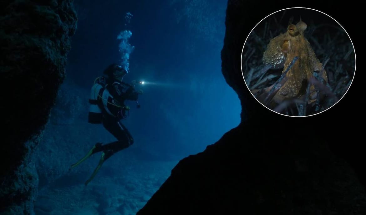 Podsjetit će vas zasigurno na nešto, što ste kroz djetinjstvo gledali u dalekim morima, slavnog i neumornog Davida Attenborougha. Samo sada imate snimku onoga što vam se događa ispod vaših nogu, u Jadranskom moru. 

