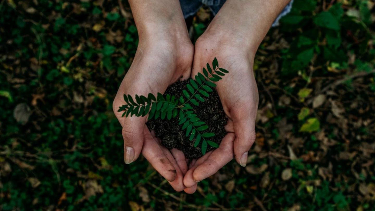 Two hands holding a small plant