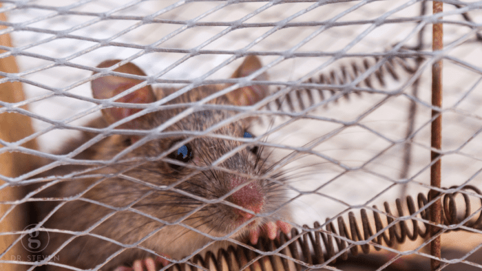 This image captures a close-up of a rat trapped inside a metal cage, with the animal peering through the wire mesh. The composition focuses on the rat's face, showing a sense of entrapment. The image is ideal for topics related to pest control, wildlife management, or animal behavior, evoking themes of capture, confinement, and survival.