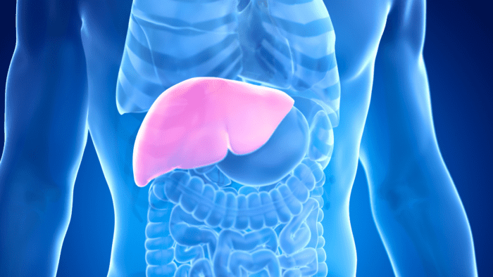This medical illustration underscores the critical role of the liver in maintaining overall health. The vibrant pink highlights its location and importance in the body's digestive and detoxification processes. A powerful visual to emphasize the need for proper liver care through balanced nutrition and lifestyle choices.
